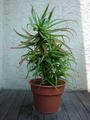 krantz aloe , candelabra aloe (English), kransaalwyn (Afrikaans), ikalene (Xhosa), inkalane or umhla
